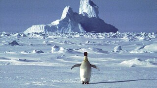 Topiaci sa ľad na Antarktíde ohrozuje malé tučniaky. Do konca storočia môžu tieto tvory úplne vyhynúť