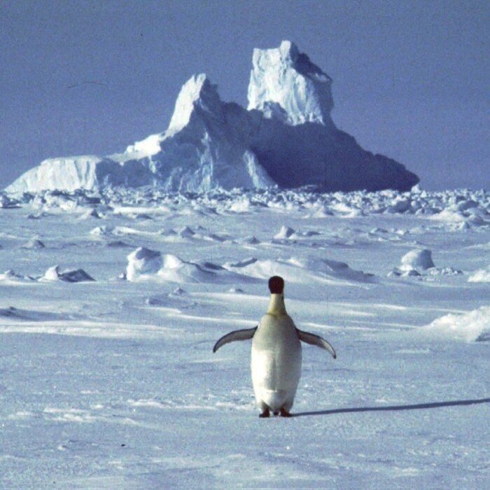 Antarktída tučniak ľad