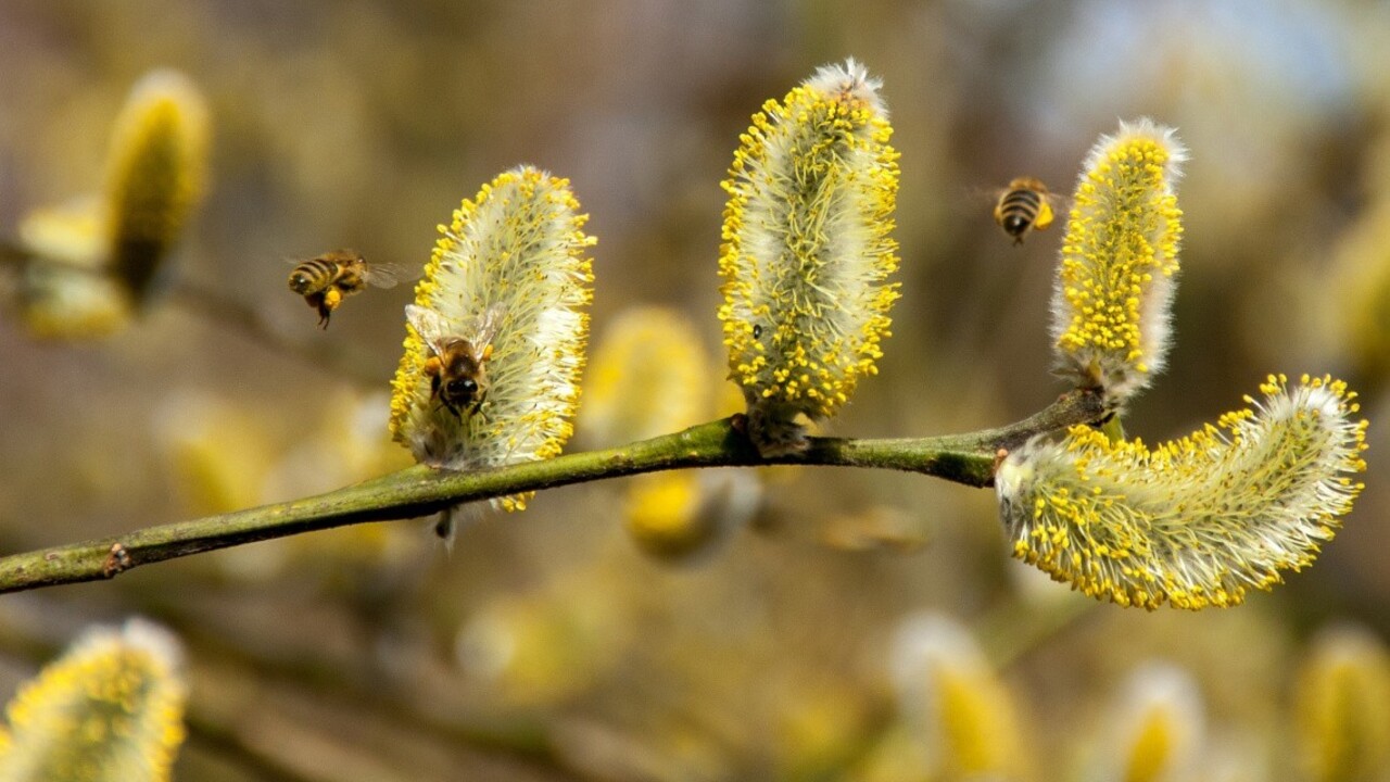 Alergici, potešíme vás: Protipeľové opatrenia má aj sama príroda