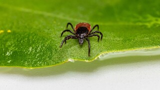 Kliešť nesmie byť zahryznutý viac ako 36 hodín! Čo sa stane potom?