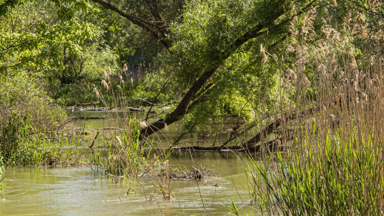 Prešľapovanie na mieste. Ochranári upozorňujú na slabší prietok v delte Dunaja