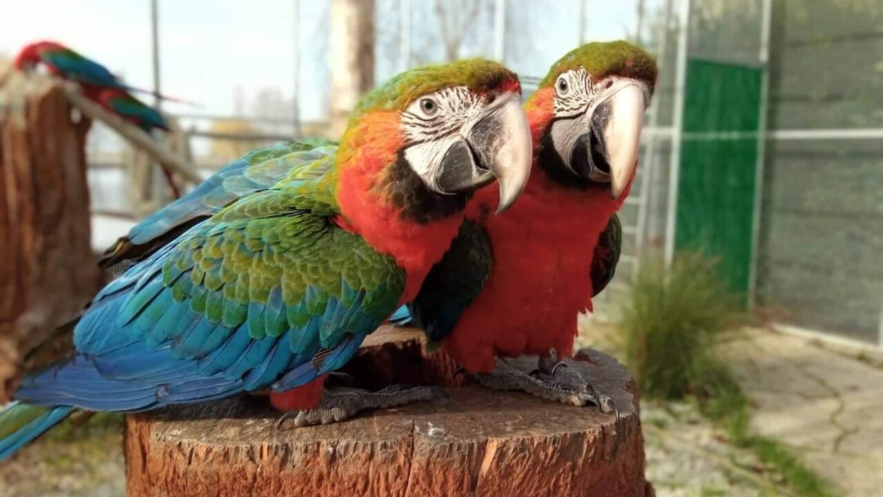 V kontaktnej ZOO môžu deti vtáky kŕmiť vo voliérach.