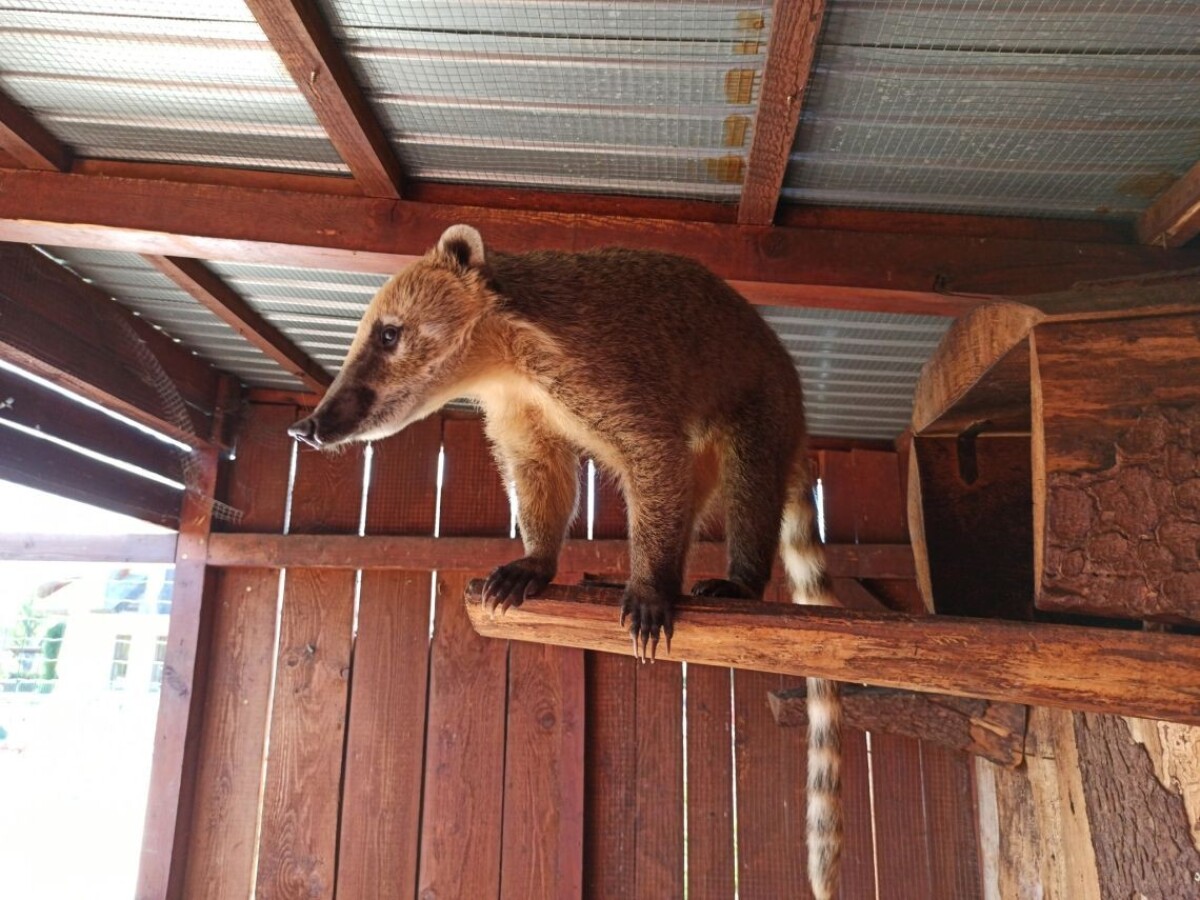Záujemcovia môžu vstúpiť a byť bližšie k zvieratám.