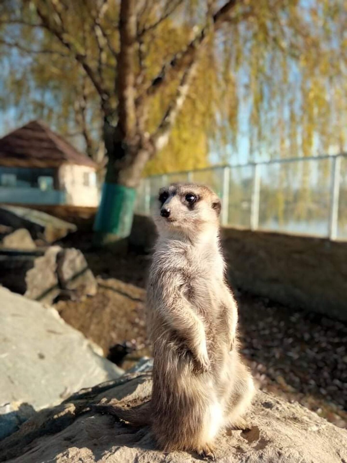 Dospelí sa radi pozerajú na surikaty.