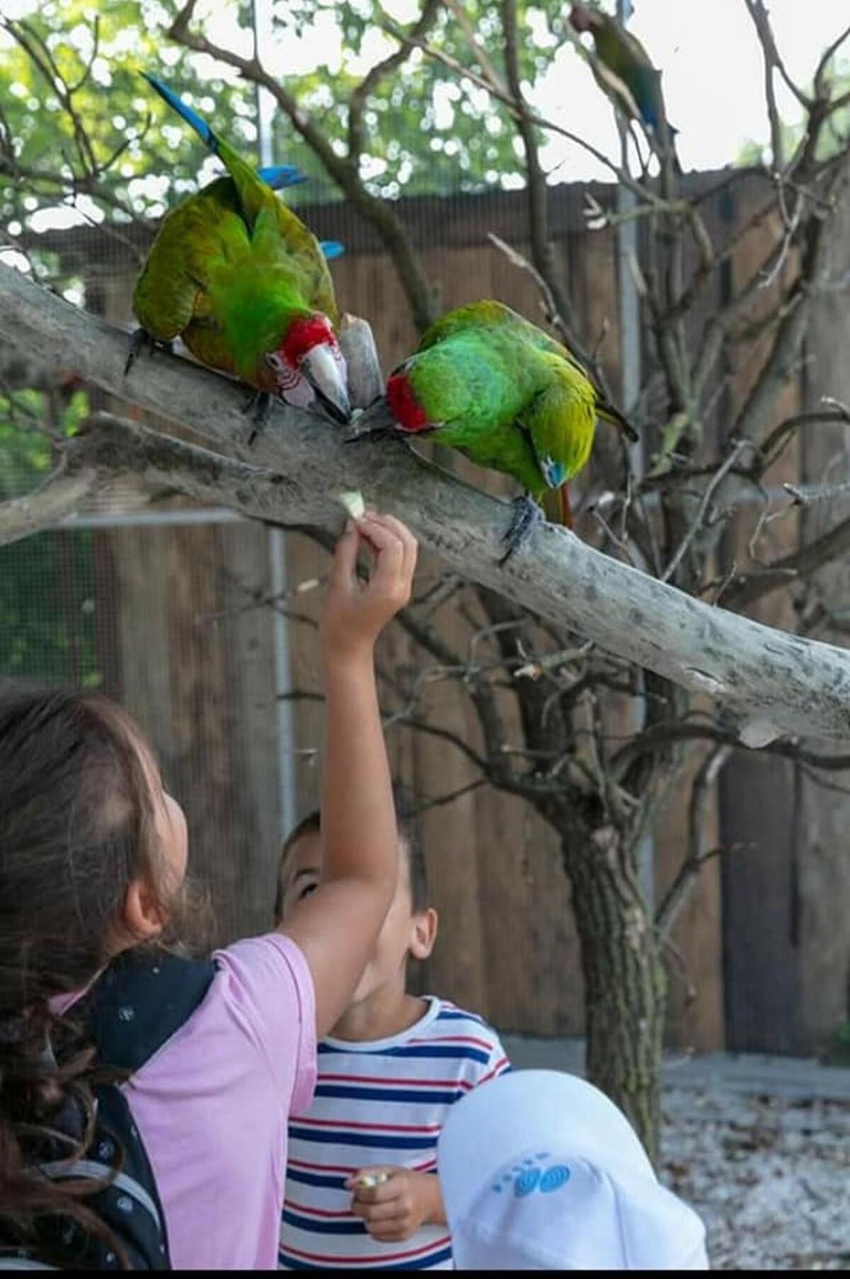 Malí návštevníci môžu kŕmiť rôzne druhy vtákov.