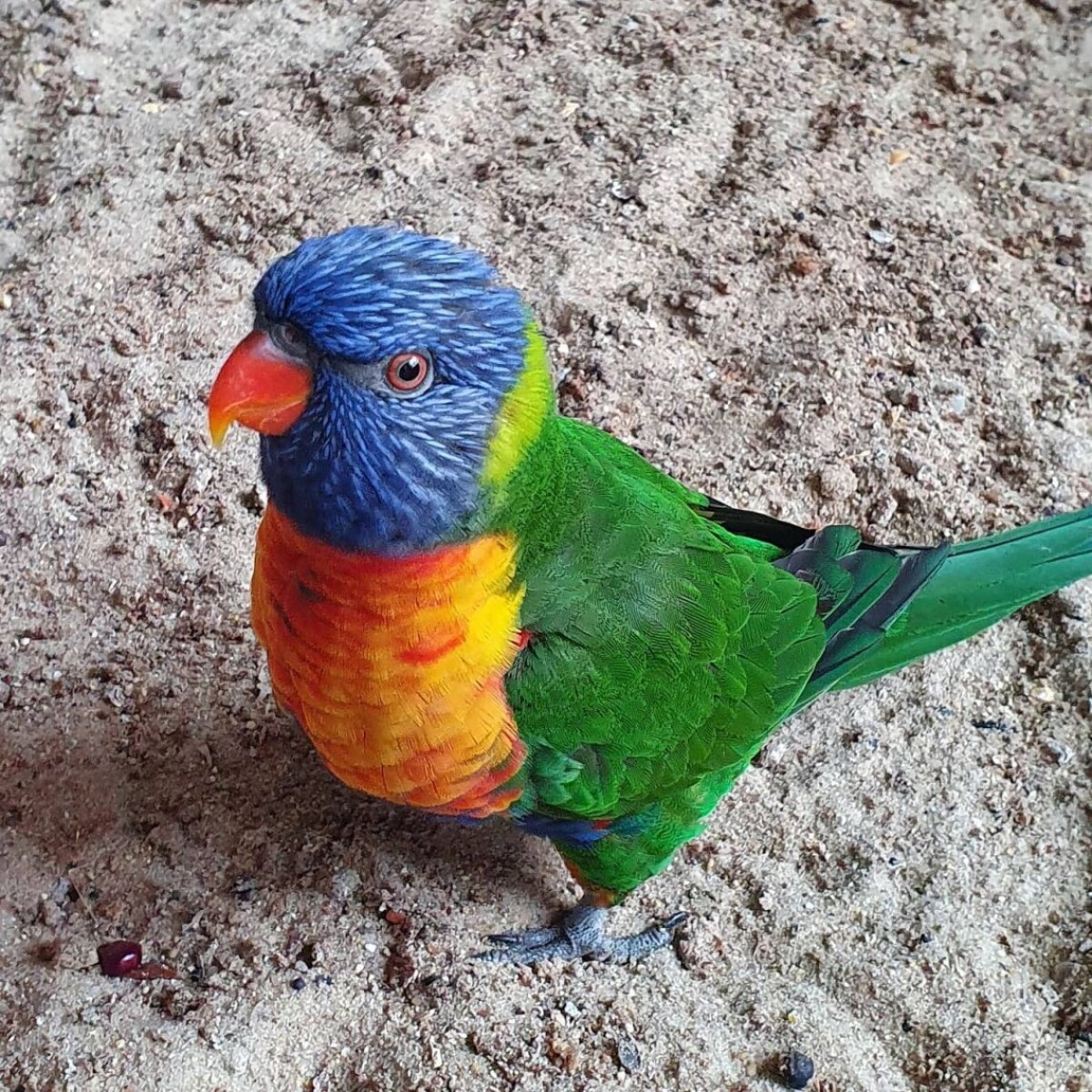 Malí návštevníci môžu kŕmiť rôzne druhy vtákov.