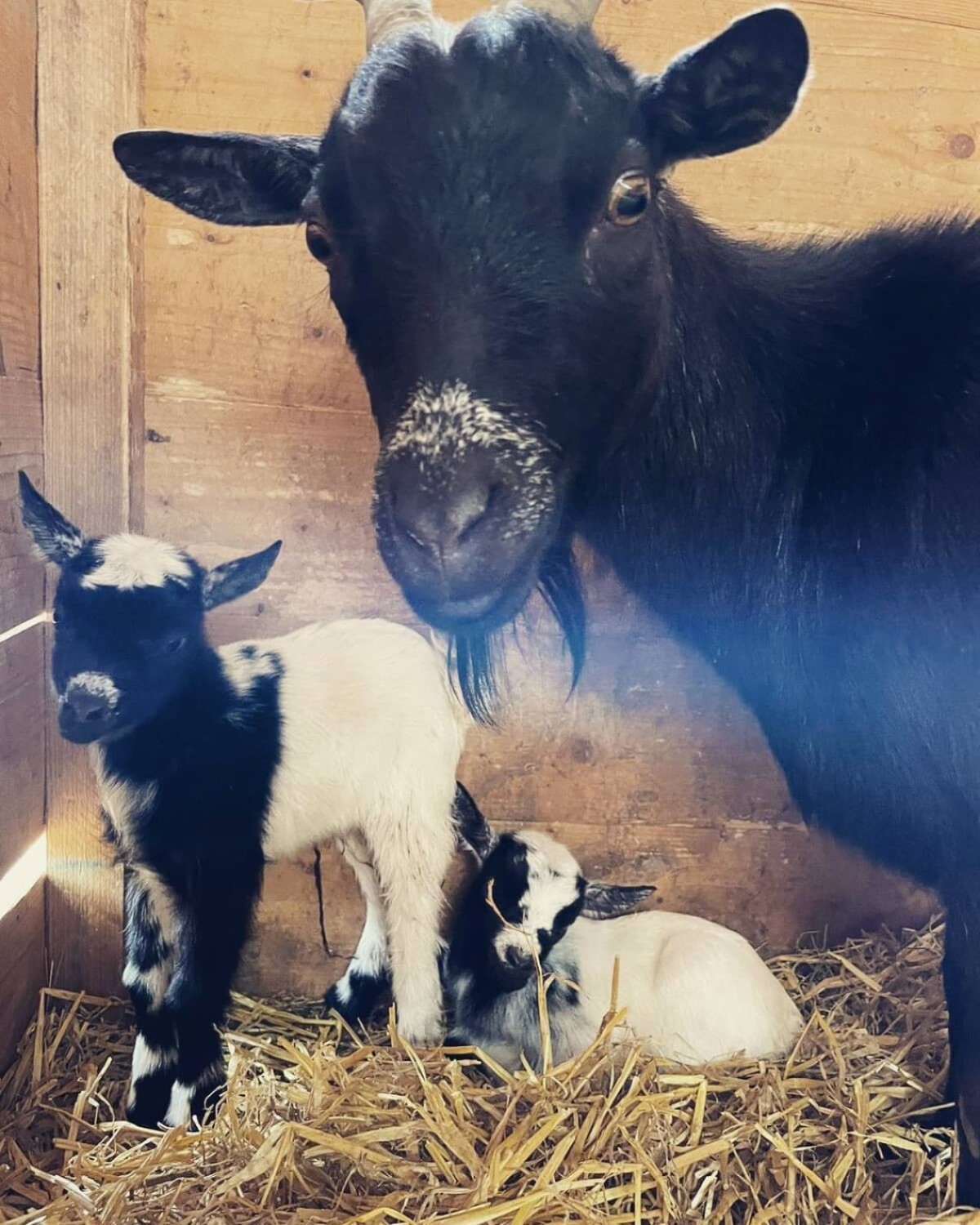 Koza Róza má dvojčatá.