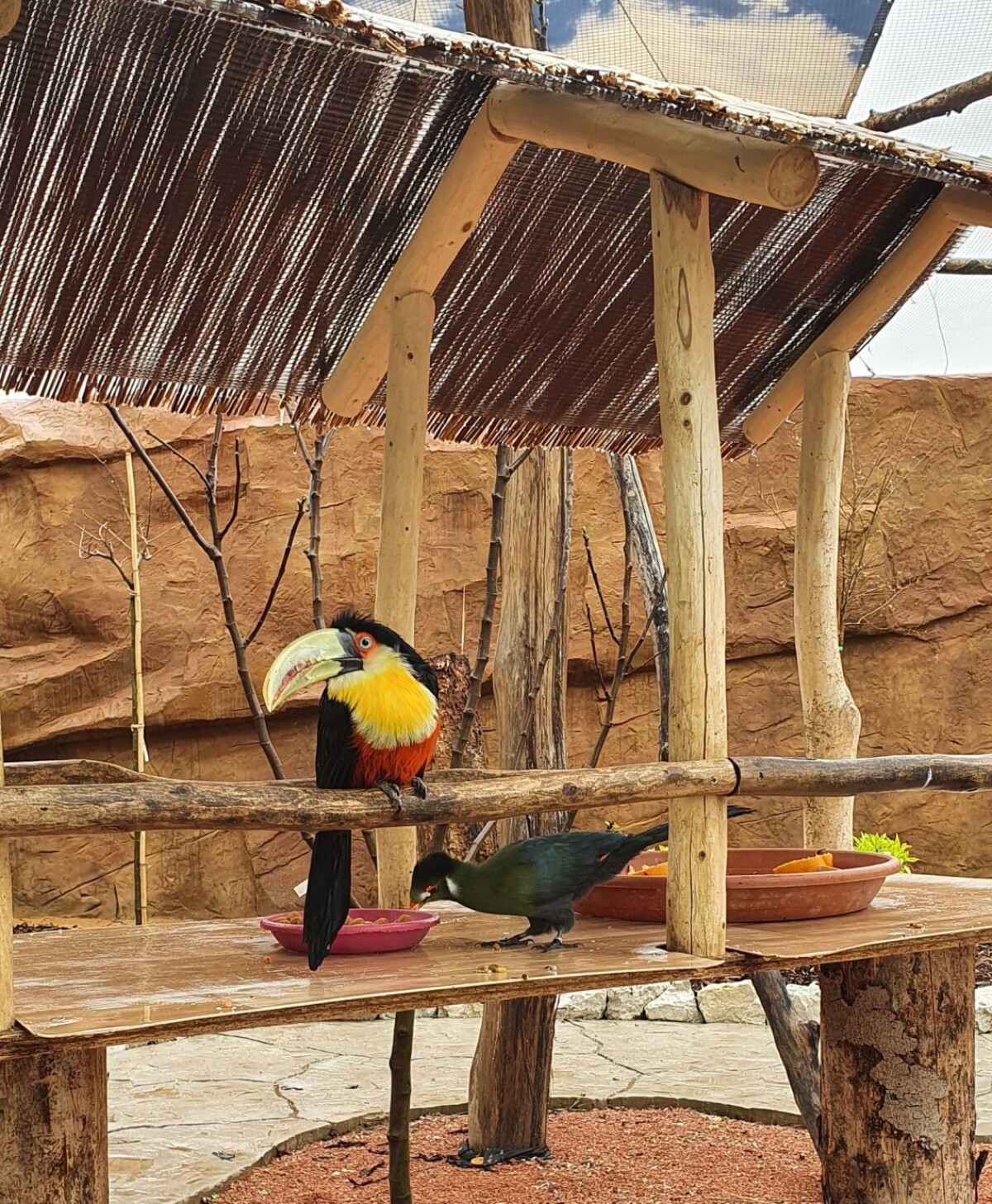 Malí návštevníci môžu kŕmiť rôzne druhy vtákov.