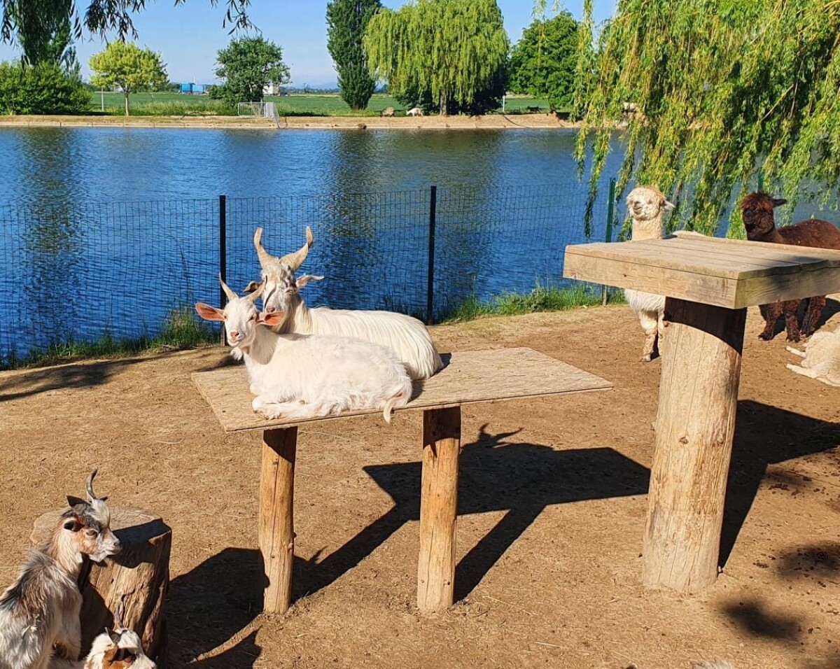 Stavy zvierat stále rozširujú.