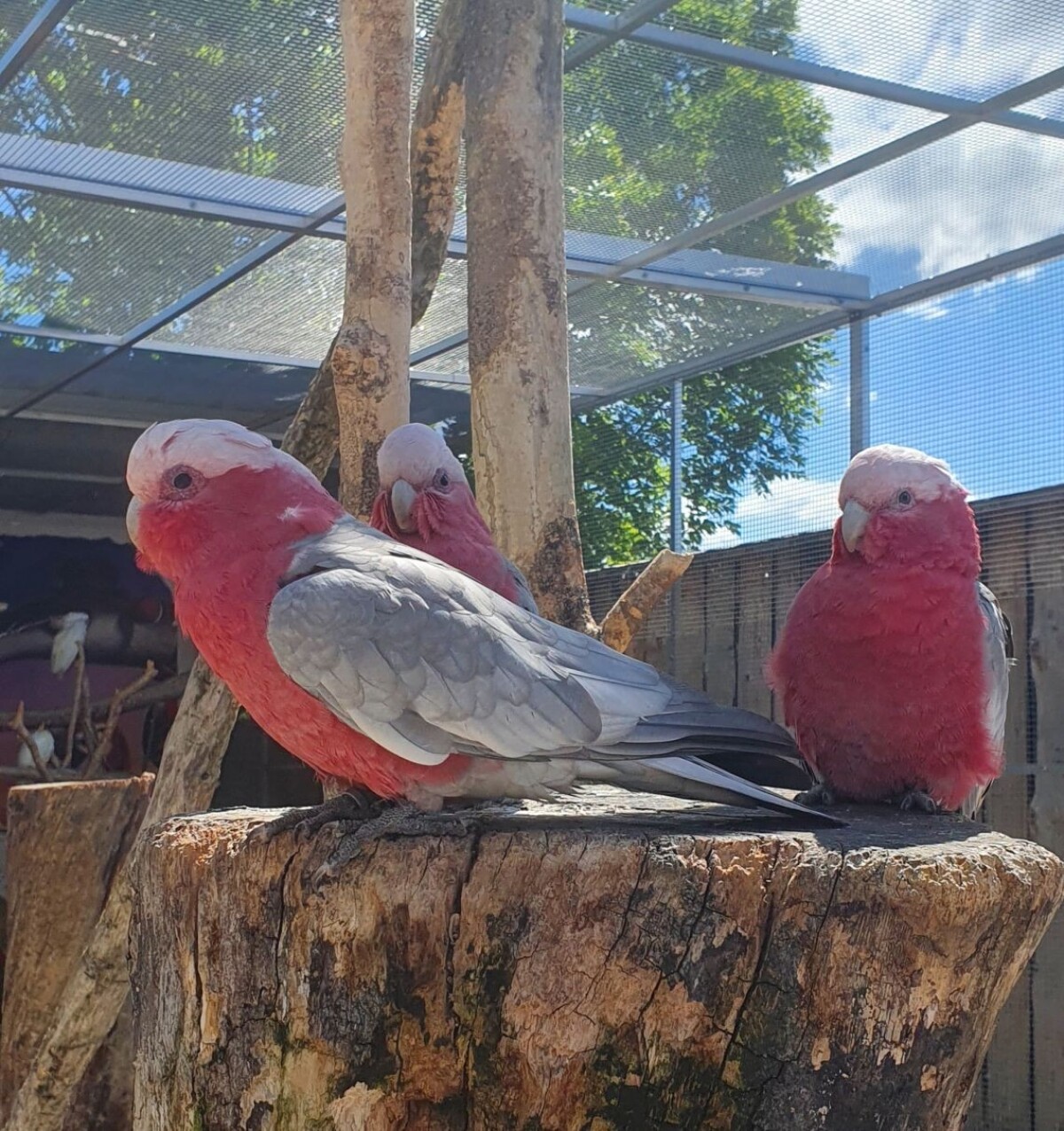 Malí návštevníci môžu kŕmiť rôzne druhy vtákov.