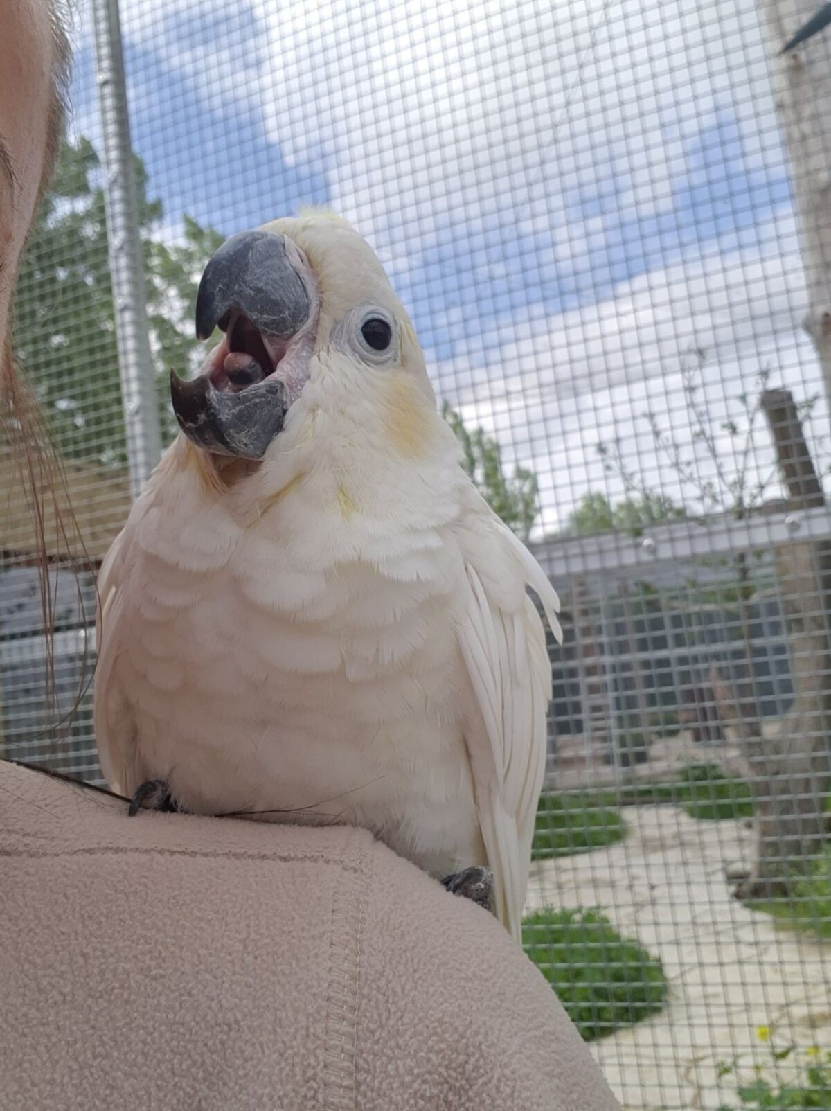 Malí návštevníci môžu kŕmiť rôzne druhy vtákov.