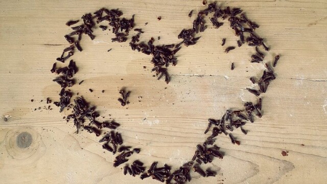 Repelent z klinčekov