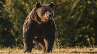 Medzi rodinnými domami sa prechádza medveď, čaká ho smrtiaca injekcia