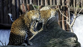 Bratislavská zoo smúti, zahynul 17-ročný leopard cejlónsky