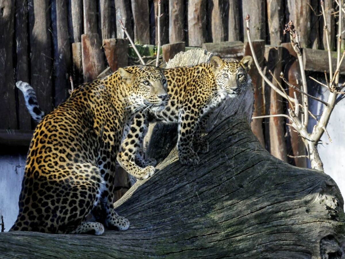 Bratislavská zoo smúti, zahynul 17-ročný leopard cejlónsky