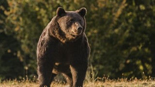 Medveď v Kežmarku ohrozil cyklistku, polícia situáciu monitoruje