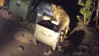 V uliciach Žiaru nad Hronom sa pohyboval medveď. Polícia vyzýva na zvýšenú opatrnosť