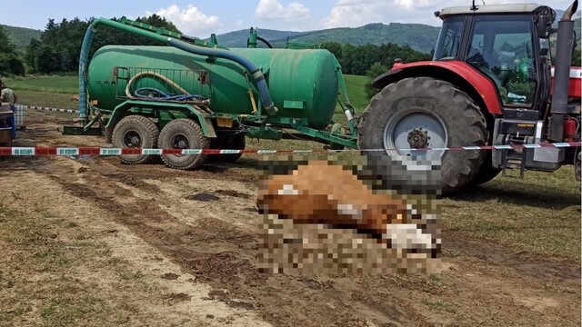 Lúku na Považí pokryli mŕtve zvieratá. Polícia vyšetruje otravu 67 kráv