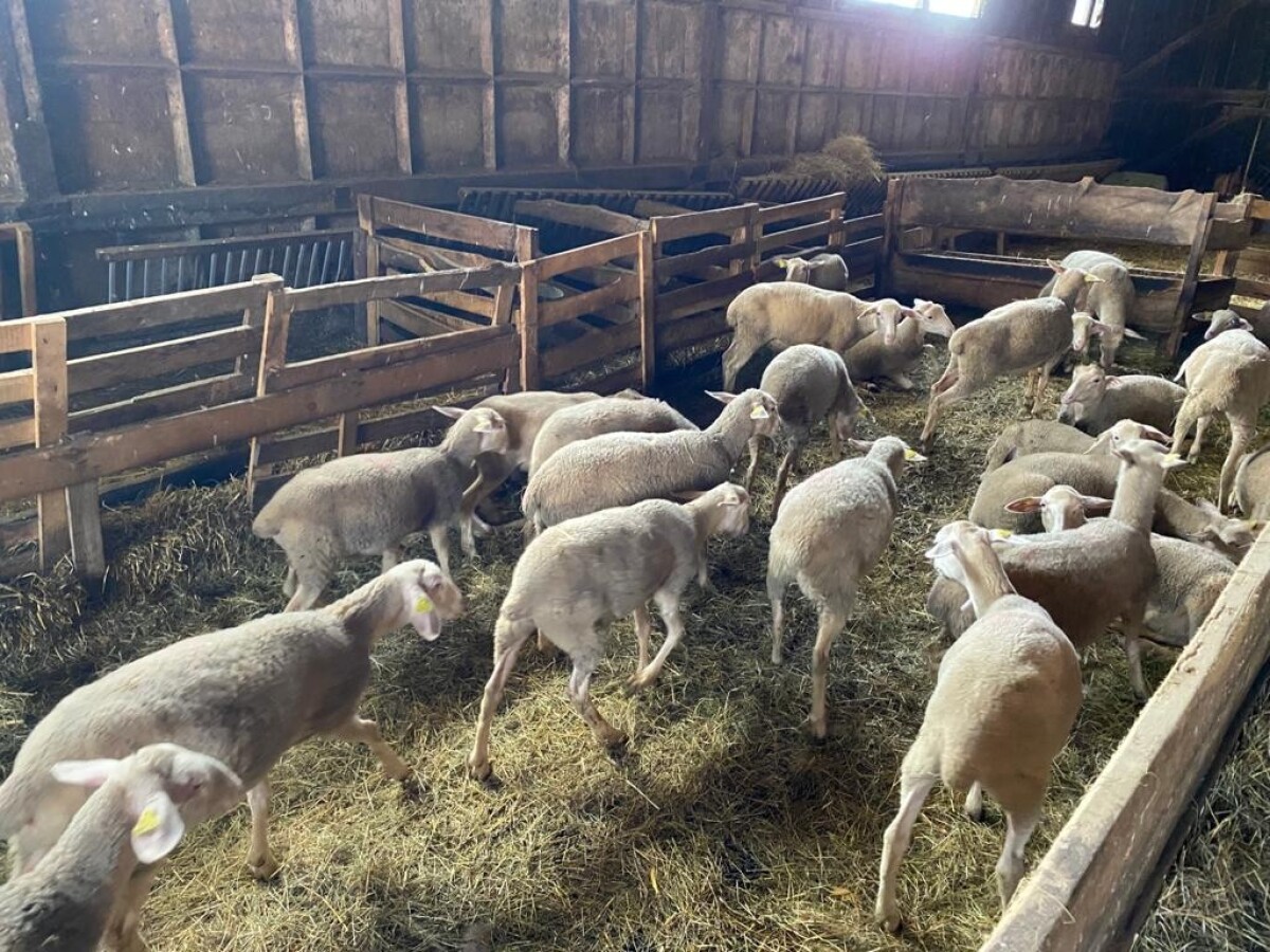 Zastávka na salaši.