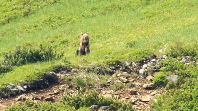 Populácia medveďov sa za posledné roky strojnásobila, upozornil štátny podnik
