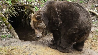 V obci Dúbravy našli uhynutú medvedicu. Zviera malo takmer 130 kilogramov
