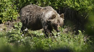 Medveď hnedý v doline Zadné Meďodoly v  júni 2017.