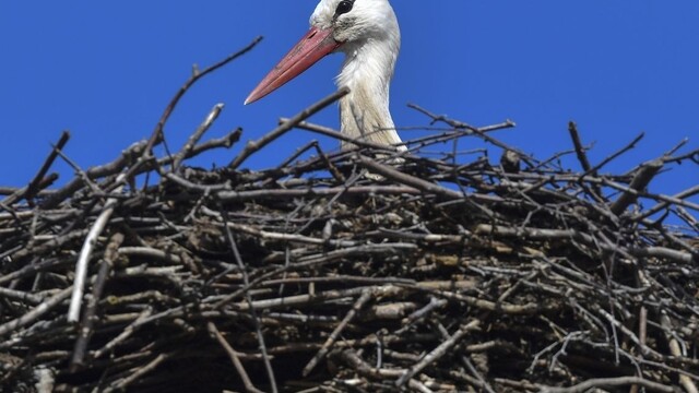 Bociany majú ťažký rok. Počasie im nepraje, veľa mláďat uhynulo