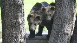 Človek nie je pre medveďa potravou. Ako sa správať, aby sme ho v lese nestretli?