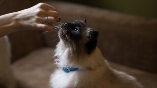 Alergie u domácich miláčikov rastú. Pozor na granule, aviváže a chemikálie v byte, toto radia veterinári