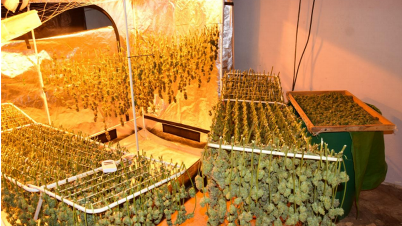 NAKA zasahovala v Banskej Bystrici a Brezne. Zaistila 27 kilogramov marihuany