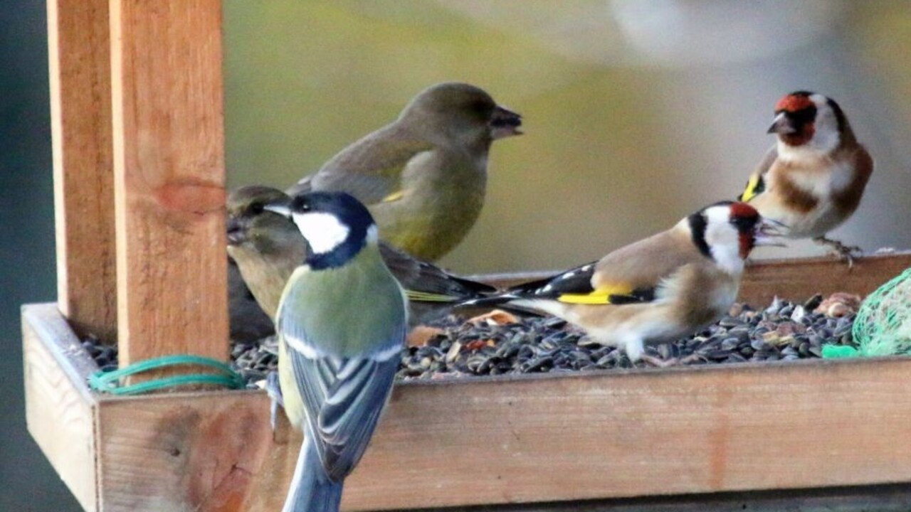 Dehydratáciou môžu trpieť aj vtáky. Pomôže im miska s vodou, hovorí zoologička