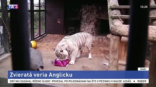 Zvieratá tipovali víťaza EURA, tiger z Ruska verí Anglicku