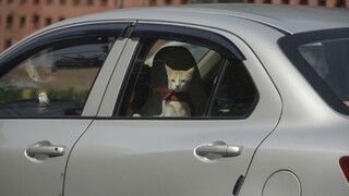 Horúčavy ohrozujú život. Čo robiť, keď zbadáte zviera zabudnuté v aute?