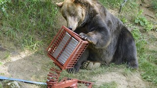 Regulačný lov medveďov nie je riešením sitácie, tvrdí ministerstvo životného prostredia