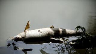 Hron postihla ekologická katastrofa. Po silnej búrke sa rieka plní uhynutými rybami