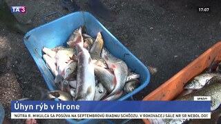 V Hrone uhynuli desiatky rýb, príčiny ekologickej havárie vyšetruje polícia