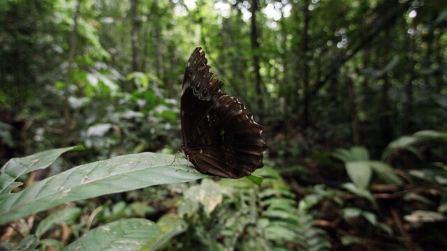 Ekvádorská Amazónia bola kedysi nedotknutou prírodou. Dnes jej hovoria aj Amazonský Černobyľ.