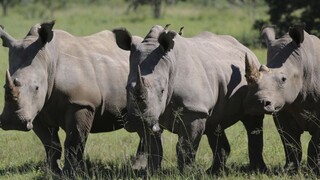 Prípady pytliactva narastajú. V Juhoafrickej republike zabili za pol roka najmenej 249 nosorožcov