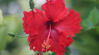 Ibištek čínsky a jeho pestovanie: Takto vás obdarí kvetmi