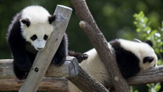 Vo francúzskej zoo sa narodili pandie dvojičky. Sú ružové a zdravé