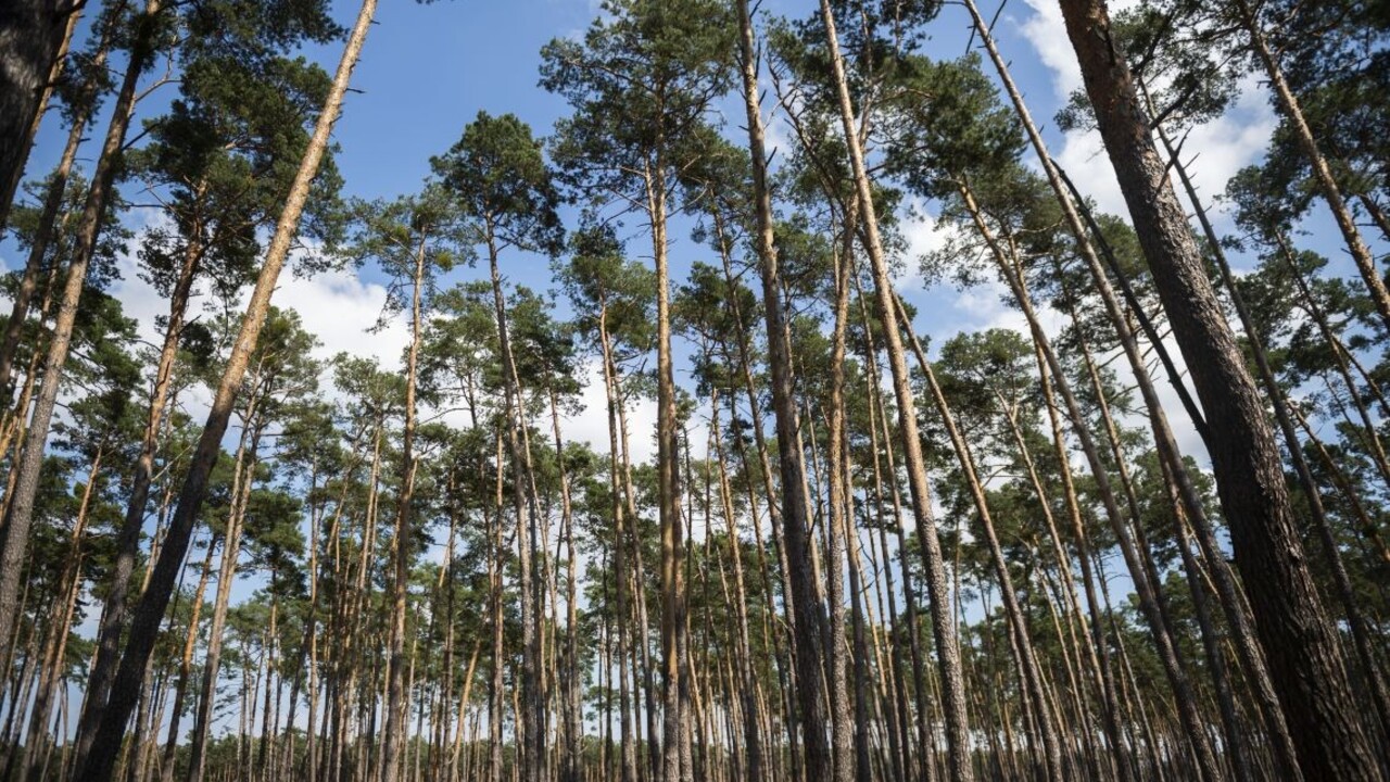 Ministerstvo obrany ruší dočasný zákaz vstupu do vojenských lesov