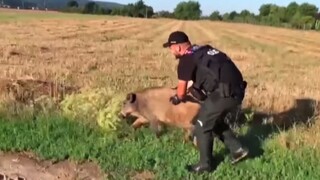 Diviak uviazol v plote na celú noc, dehydrované zviera zachraňovali policajti