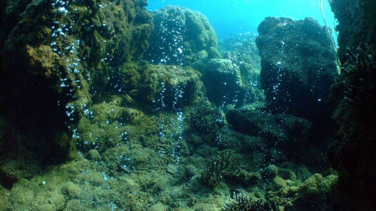 Otepľovanie spôsobuje koralom stres, tie v znečistenej vode sú odolnejšie