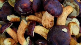 Ako sterilizovať huby tak, aby sa vám vydarili