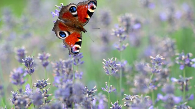 V Moldavsku prekvitá pestovanie levandule