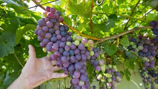 Oplatí sa ešte pestovať hrozno? Horúčavy a sucho zničili slovenským vinárom časť úrody