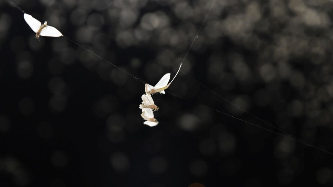FOTO Pri Váhu sa vyskytli podenky. Pre vzácny vodný hmyz podnikli opatrenia