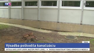 Stromy pri škole vysadili nesprávne, korene po rokoch poškodili potrubie