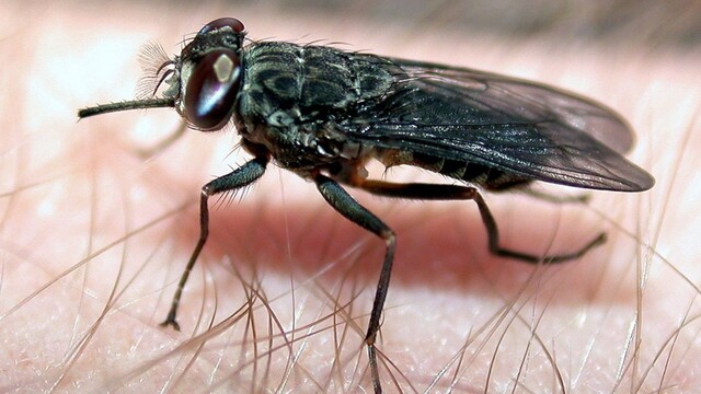 mucha hmyz ilu 1140 px (TASR)