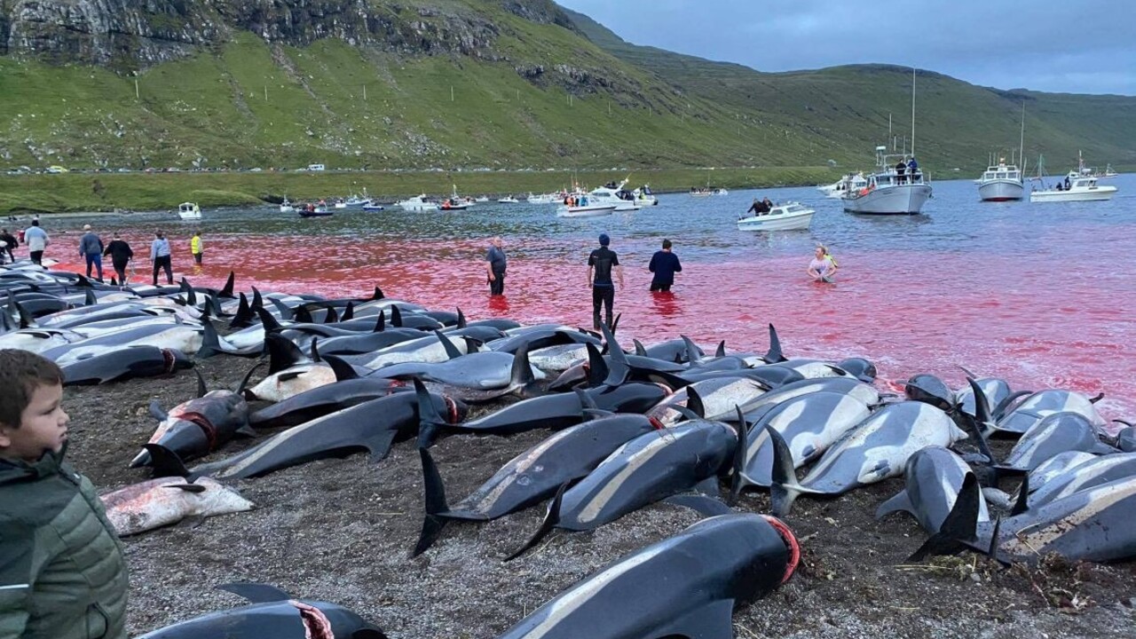 Krutý zvyk na Faerských ostrovoch. Lov delfínov si vyžiadal životy vyše 1400 morských cicavcov